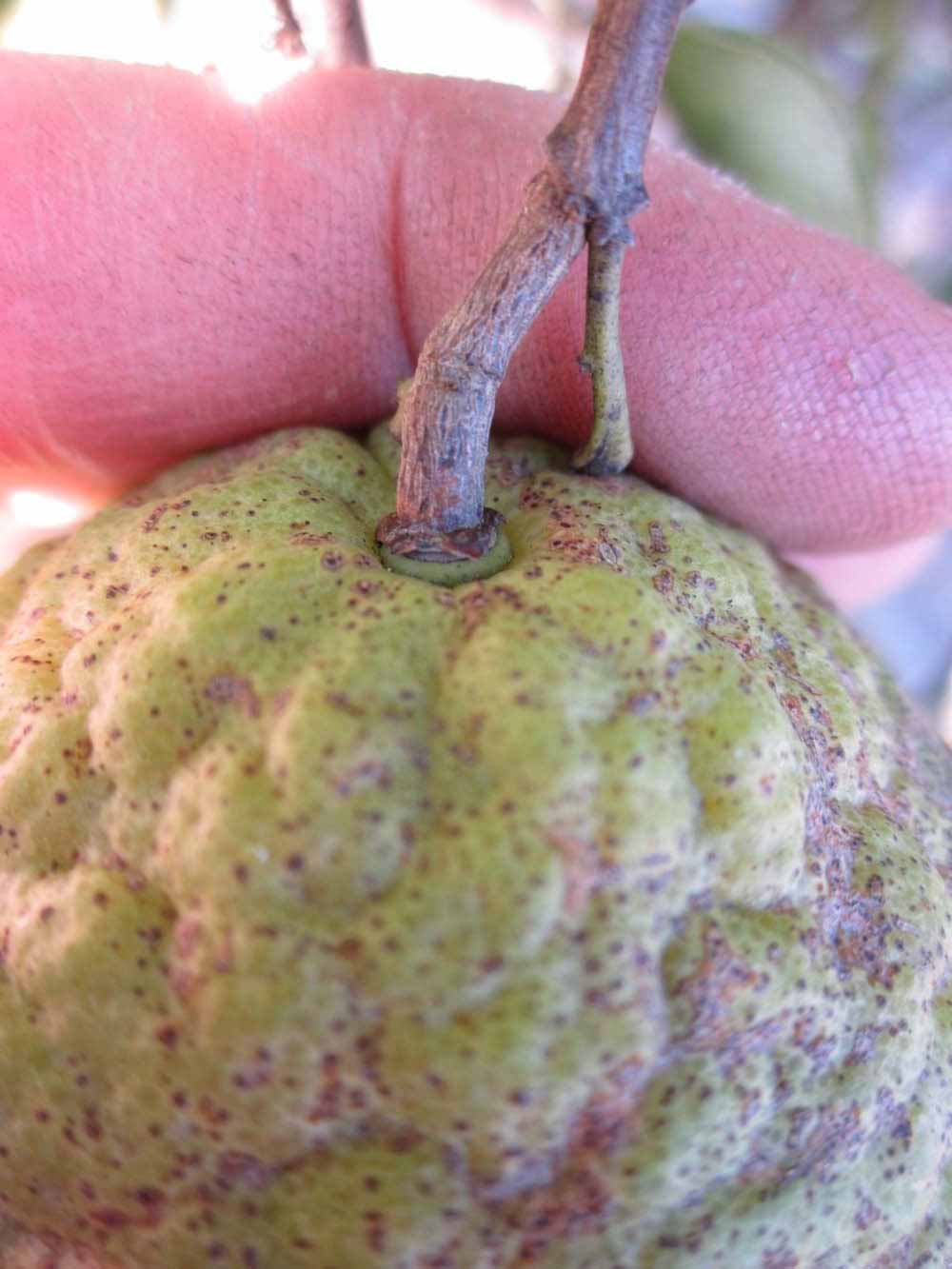            Fruit (Winter Haven, FL)   